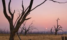 Sunset over a barren landscape with dead tree in foreground