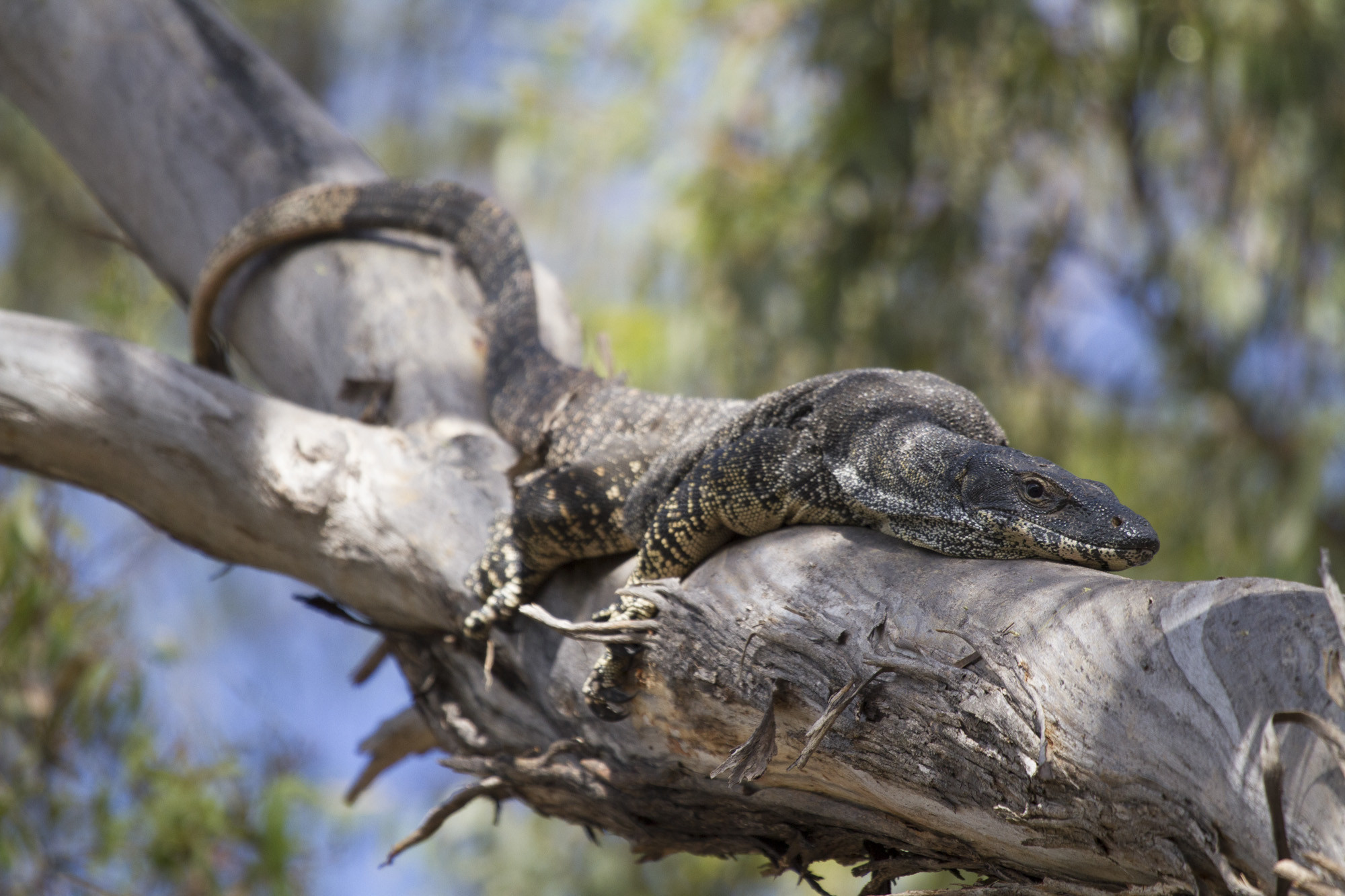 Goanna lounging on a tree branch in the Grampians