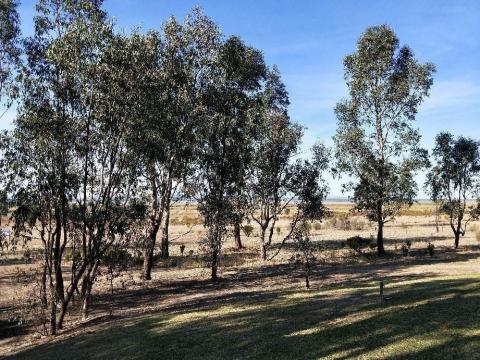 Benalla countryside showing trees and cleared land behind them