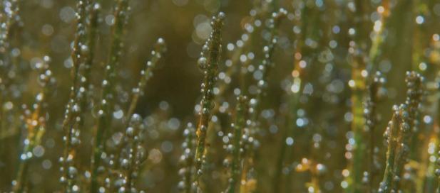 droplets of water on thin long green plants - blurred image