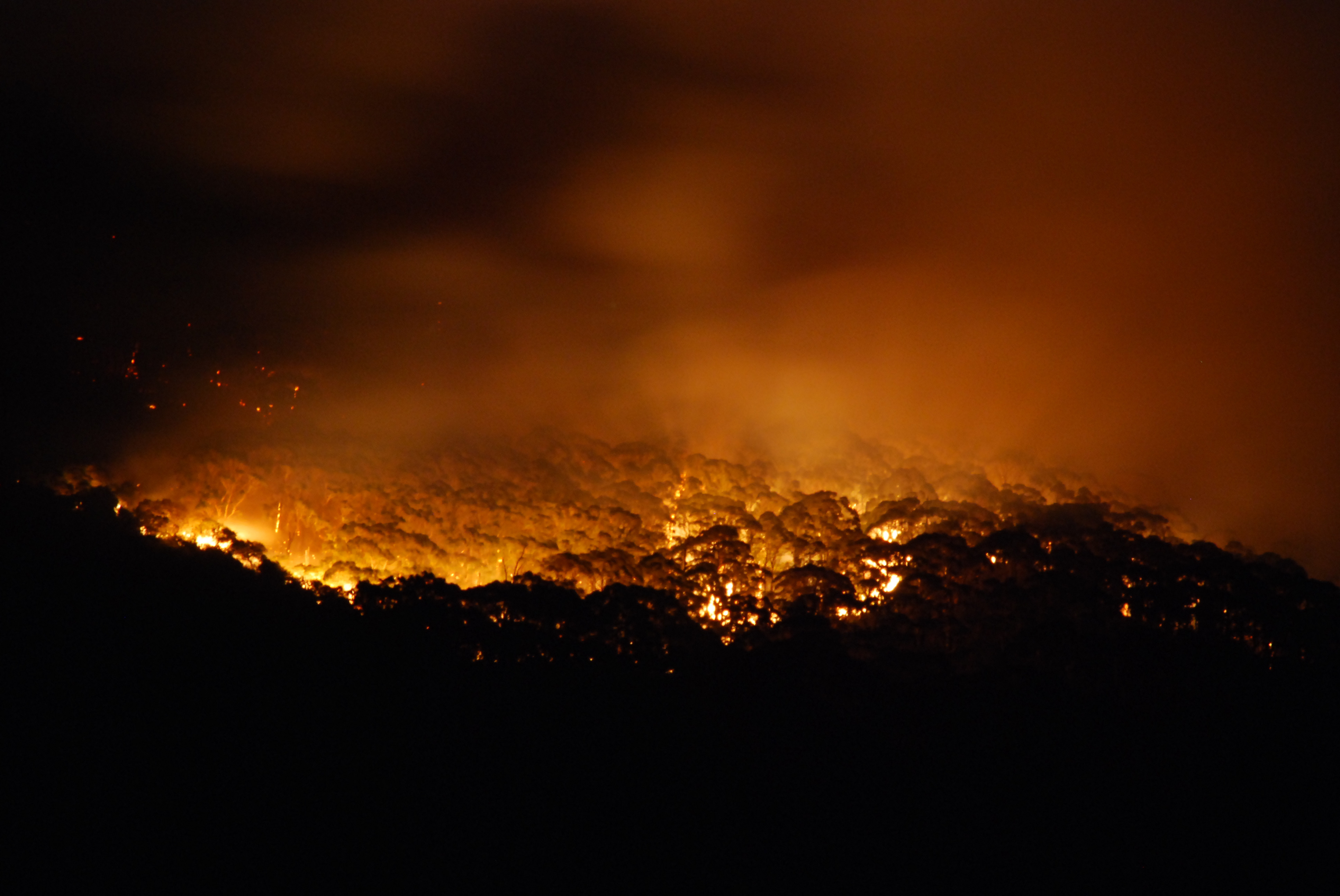 forest burning in the night