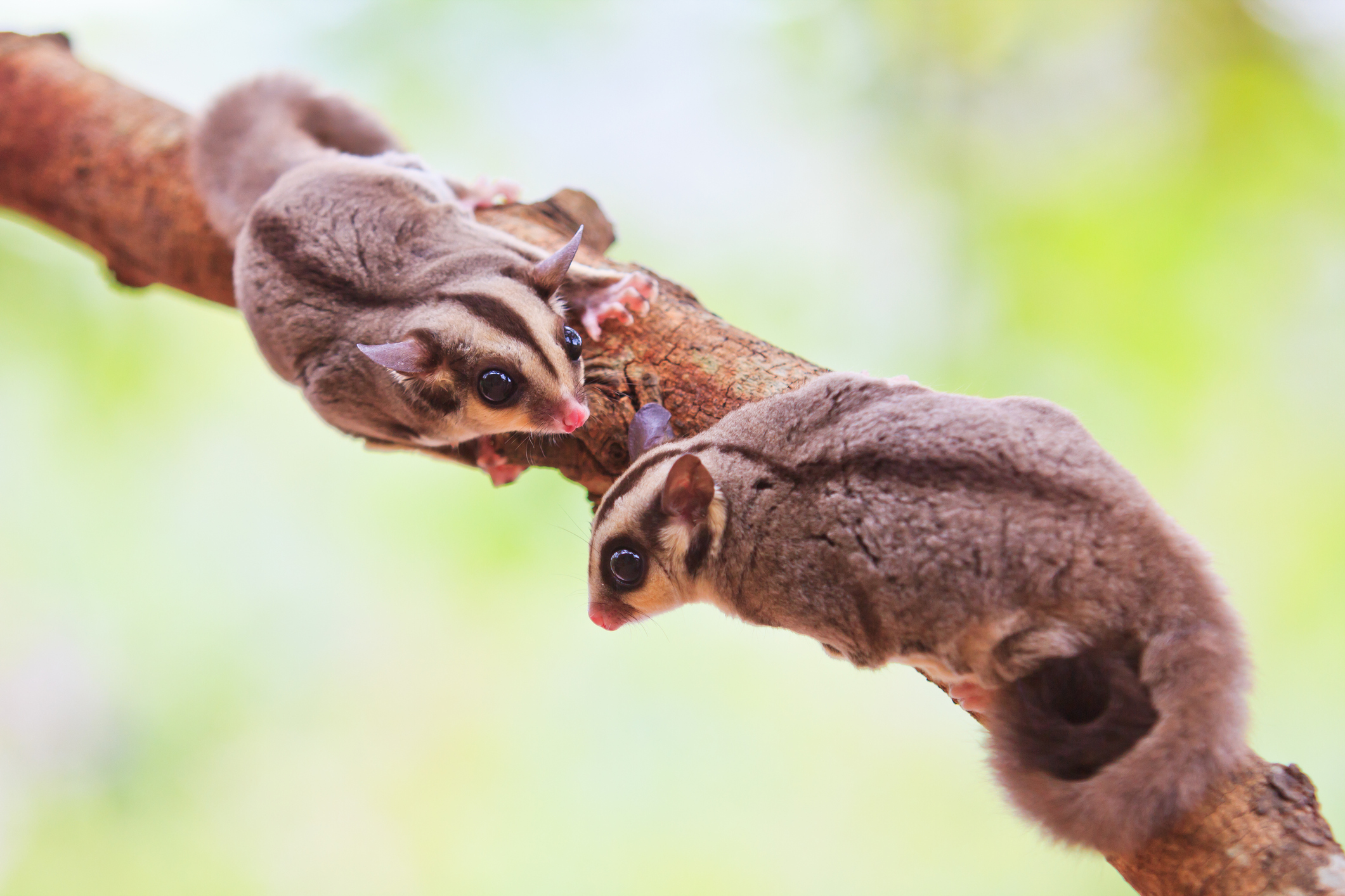 Two sugar gliders on a branch facing each other