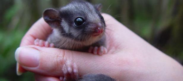 a baby leadbetter possum in someone's hand