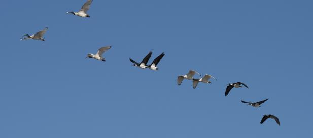 a group of birds flying in the air