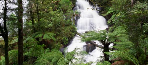 Great Otway National Park waterfall and trees