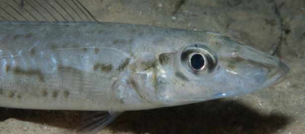 a thin-looking fish in the ocean - King George Whiting - Sillaginodes punctata