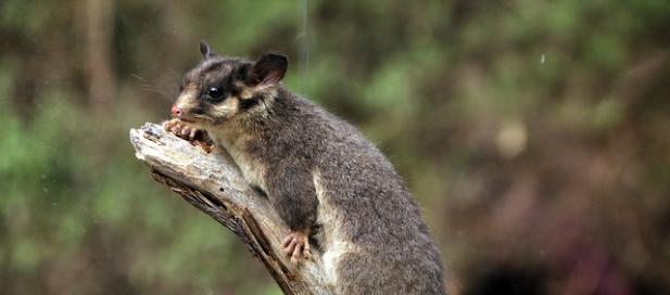 Leadbeater's possum on branch
