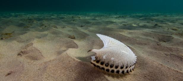 a sea shell with small brown dots on the outer rim on the bottom of the ocean floor