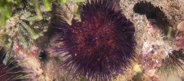 a purple sea urchin on the ocean floor