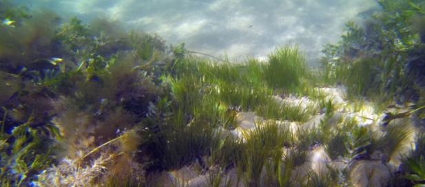 seagrass at the bottom of an ocean floor