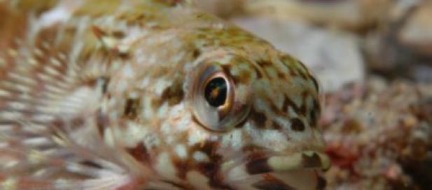 zoomed in image of a small brown and creme coloured spotted fish