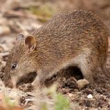 Southern Brown Bandicoot digging in the Cranbourne Gardens