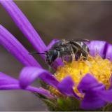 Bee sitting on flower with purple petals