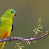 Close up of an Orange-bellied Parrot sitting on a branch