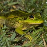 Growling grass frog sitting on green foliage