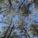 image of treetops from below