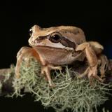 Whistling tree frog sitting on branch against a black background