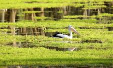 Pelican on water covered with moss
