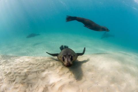 Australian Fur seals