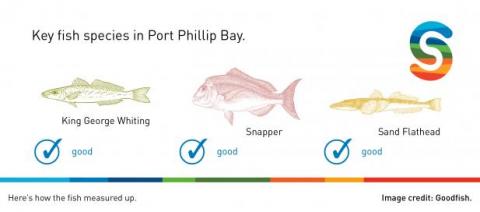 key fish species in Port Phillip Bay