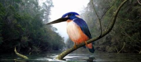 a little navy blue and orange bird in a tree with a long beak