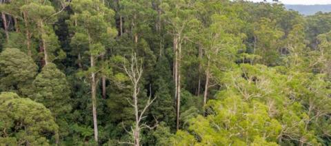 aerial view of a forest with tall trees