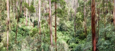 Otway Forest panorama