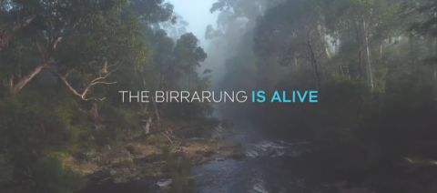 river with the text over the top "the Birrarung is alive"